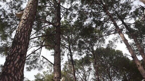 视图向上在阳光下的森林松树的底部视图-大而高的松树的皇室高品质免费库存视频素材