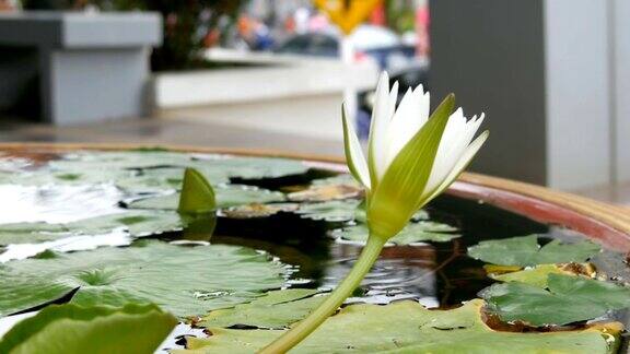 人工池塘中的装饰花园百合美丽的白色装饰花在一个小人工水库