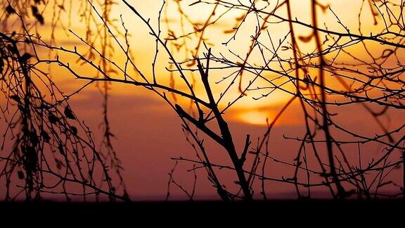 白桦树的剪影枝桠上的橙色日落自然景观