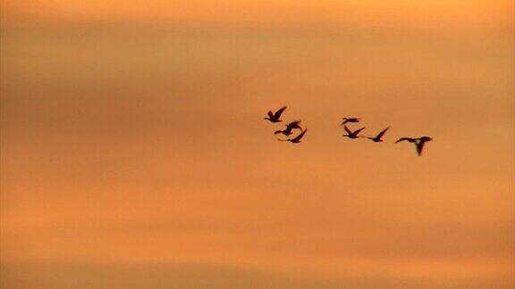 一群飞鹅在日出的红色天空