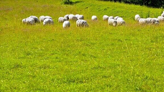 羊行走在草地上