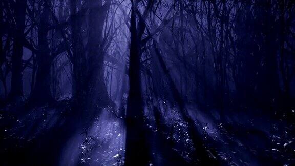 黑暗神秘的迷雾森林一个童话般的可怕森林高大的树木和浓雾