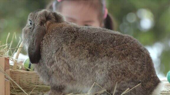 复活节餐桌上的一只灰色兔子小女孩在给复活节彩蛋上色