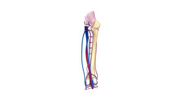 股骨韧带动脉和静脉