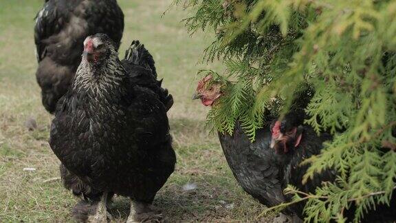 院子里的鸡在树旁村子里的黑鸡