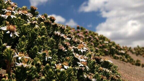 在劳卡国家公园里安第斯山脉的花朵与蓝色的天空和云彩在背景中