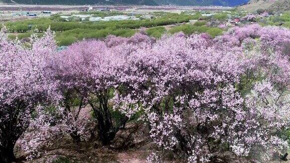 中国西藏林芝的春天桃花季旅游目的地是西藏