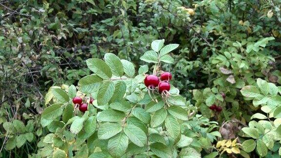 苏格兰西南部乡村的野生蔷薇果