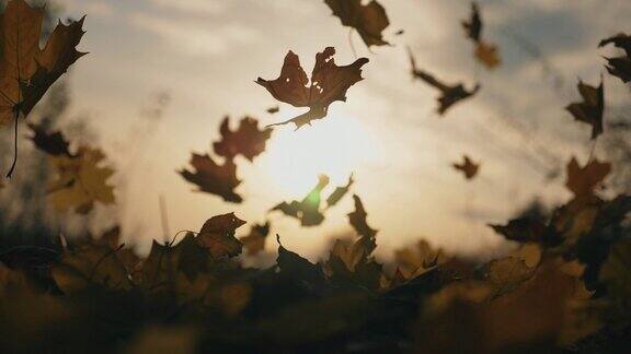 镜头跟着秋叶飘落在森林里的地面上近距离的明亮的树叶落在天空的背景夕阳的光芒穿过枯叶五彩缤纷的秋季慢动作