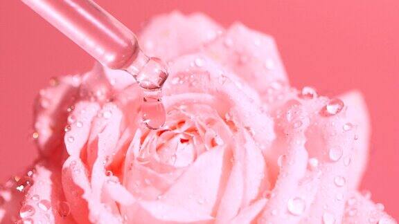 粉红色血清液的慢动作滴滴涕滴在玫瑰花上