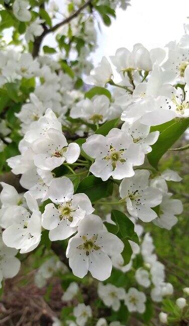 春天白色的梨花盛开