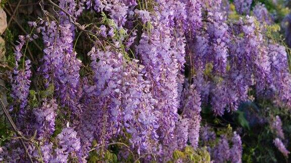 美丽的紫藤花