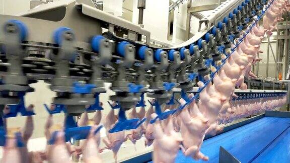 家禽加工工业生鸡肉生产线家禽加工厂食品厂输送带全自动肉鸡加工设备屠宰场的现代化设备