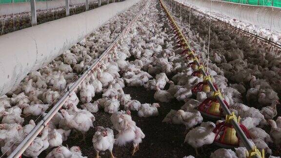南非集约化肉鸡养殖工厂特写