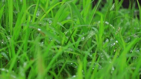 雨滴落在草地上