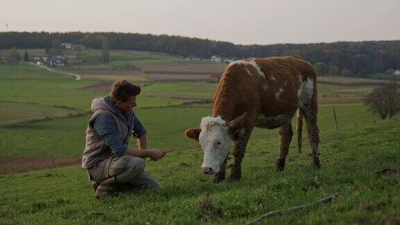 在牧场上喂养和抚摸一头奶牛的农民