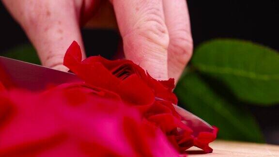一朵美丽的红玫瑰放在木制的表面上