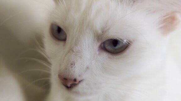 淡蓝色眼睛的白色家猫特写视图