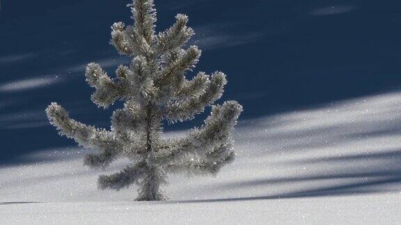雪中松树的特写镜头