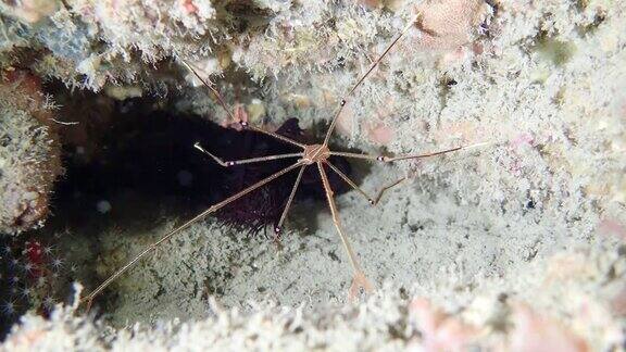 海中的奥特曼蜘蛛蟹