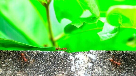 蚂蚁在墙上行走