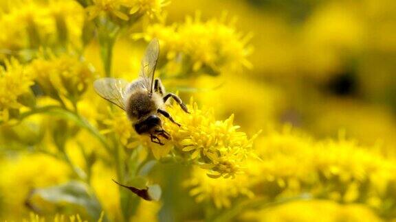 一只蜜蜂正在一朵黄花中寻找花蜜