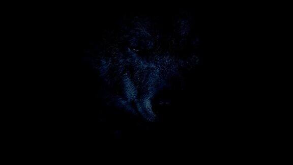 狼在黑暗中咆哮