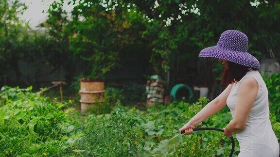 年轻女子穿着白裙子戴着紫帽子给菜园浇水