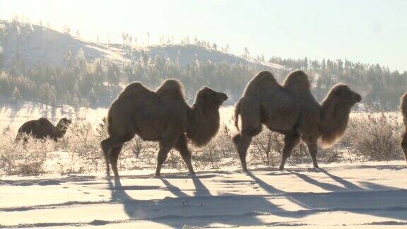 冬季草原上行走的骆驼