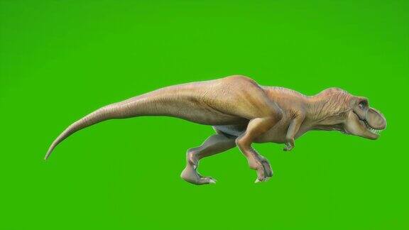 愤怒的霸王龙恐龙运行在一个循环无缝动画爬行动物在绿色屏风前动画历史自然和动物背景