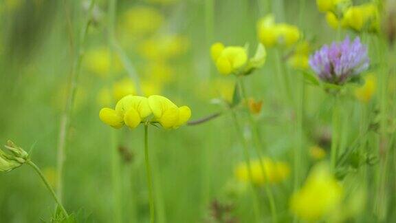 风中摇曳的黄色野花近景盛开的黄色野花夏季田野草地特写春天里的野花环境保护生态系统美丽的花朵