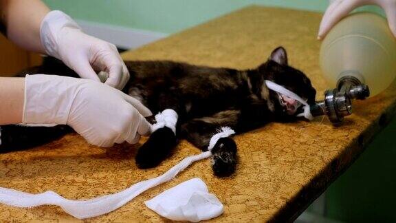 一个兽医准备在兽医诊所的猫手术的特写
