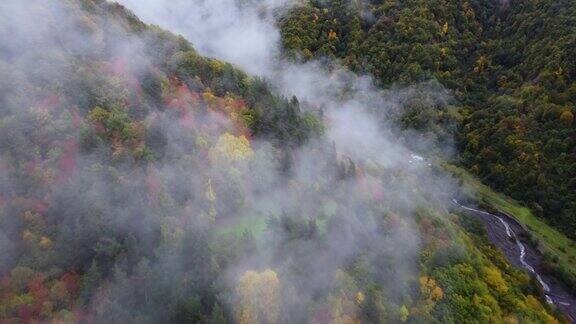 秋天的色彩在雾山的森林