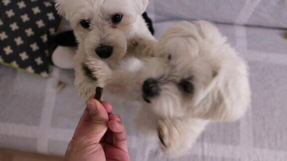 两只马耳他狗跳到沙发上试图从人的手中抓住狗饼干