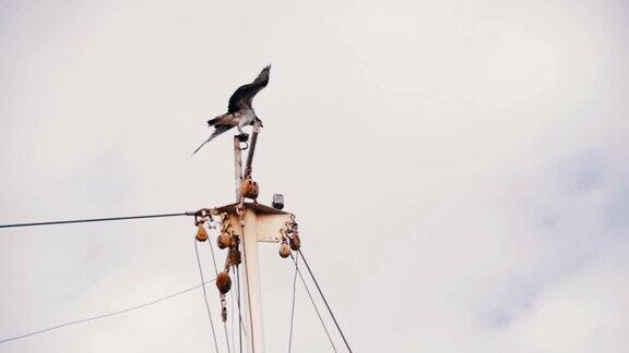 海鱼鹰降落在一艘船的桅杆上特写