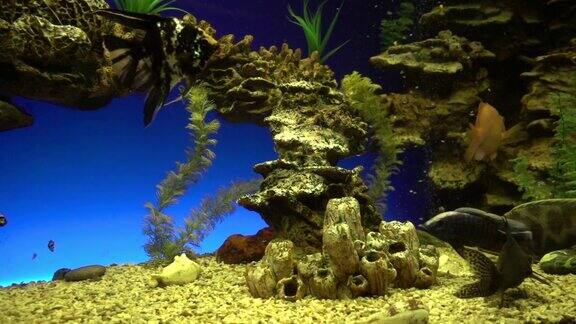 阳光下一群热带鱼在珊瑚礁附近游来游去缓慢的运动家庭水族馆