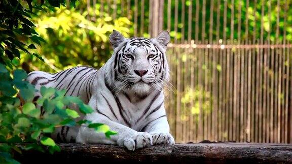 白色的母老虎