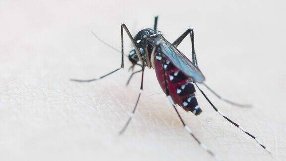 蚊子在皮肤上吸血
