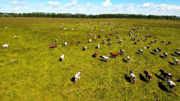 在牧场上吃草的牛