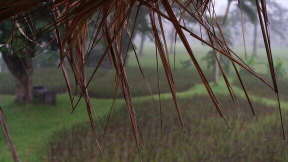 在大雨和强风中香根草屋顶会摇摆雨水会滴落