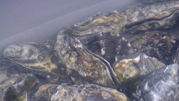 牡蛎在水中