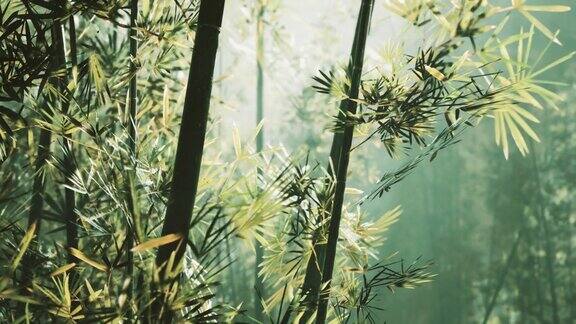 浓雾中的竹林
