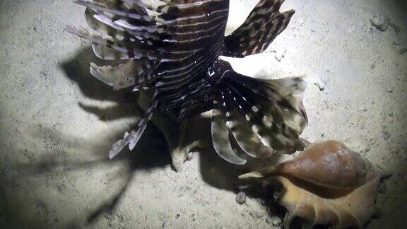 在红海的沙质海底靠近贝壳的蝎子鱼