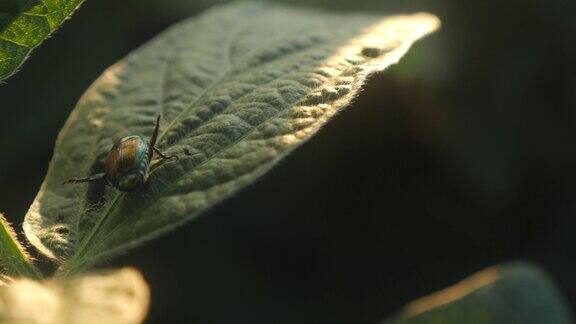 大豆叶上的六月甲虫