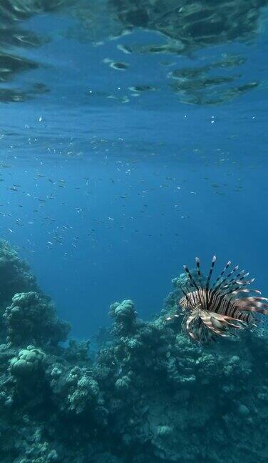 红狮子鱼在珊瑚礁附近的阳光下的蓝色水面下捕食一群小鱼珊瑚礁上的水下生物红色狮子鱼(Pteroisvolitans)垂直视频