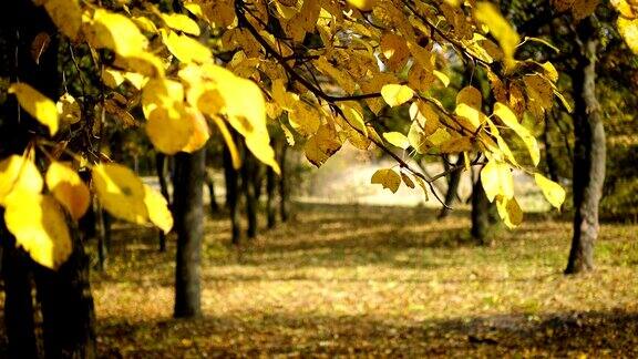 秋天公园里绿草上的黄叶