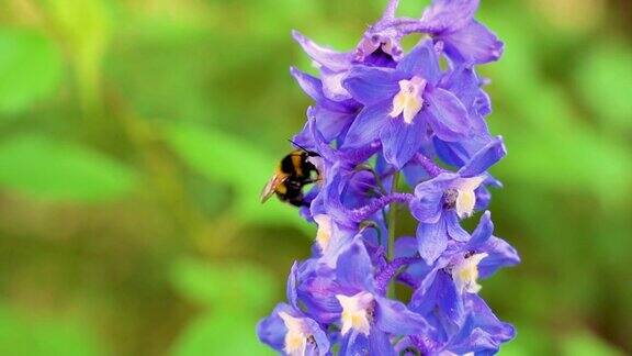 在夏日阳光明媚的花园里辛勤劳作的小大黄蜂在采集紫飞燕草(飞燕草)的花粉