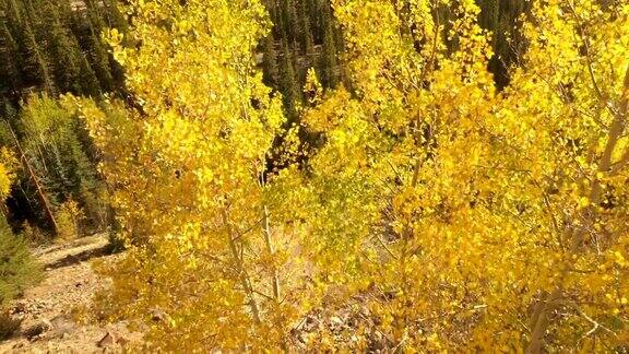 科罗拉多州无人机下的黄色秋色