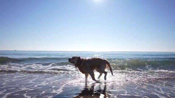 慢镜头一只年轻的金毛寻回犬在沙滩上奔跑