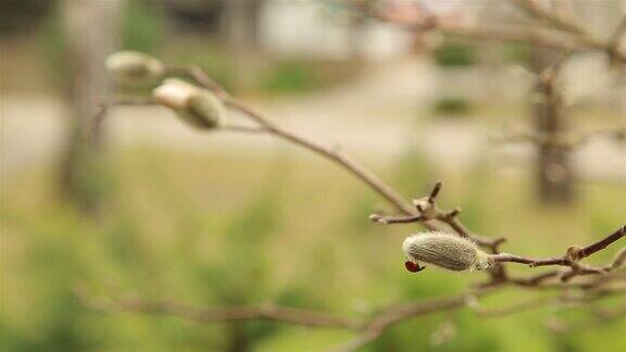 瓢虫在毛茸茸的白玉兰花蕾HD1980上爬行